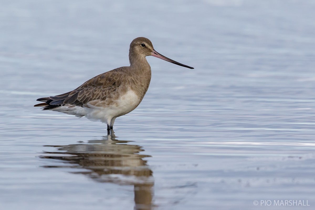 Hudsonian Godwit - ML168377421