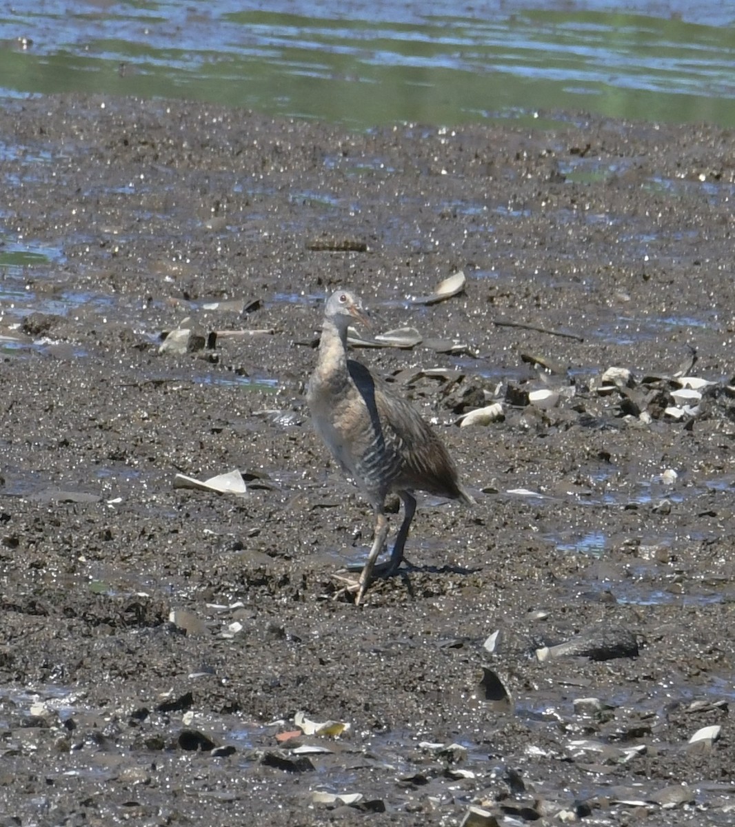 Clapper Rail - Jim Macaluso