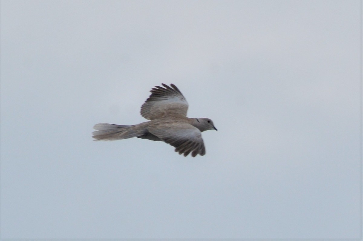 Eurasian Collared-Dove - ML168381351