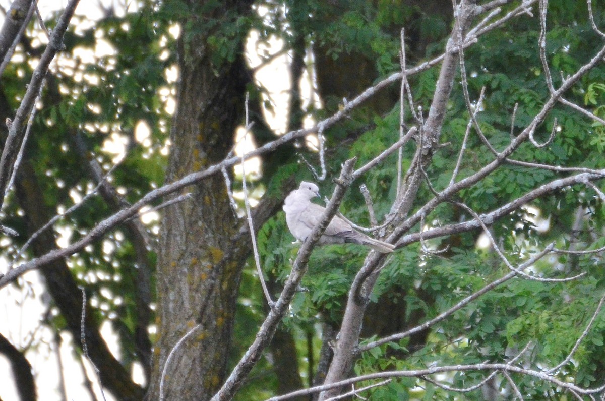 Eurasian Collared-Dove - ML168381391