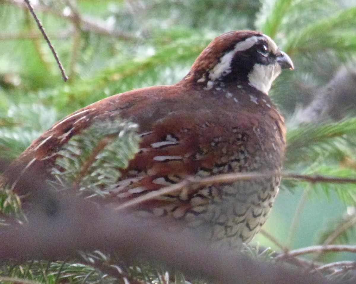 Northern Bobwhite - Mary  McMahon