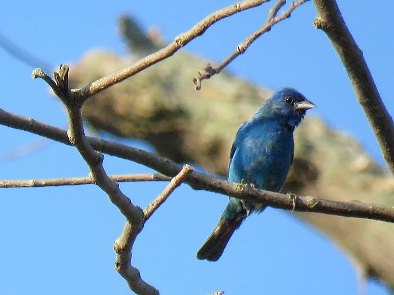 Indigo Bunting - ML168381581