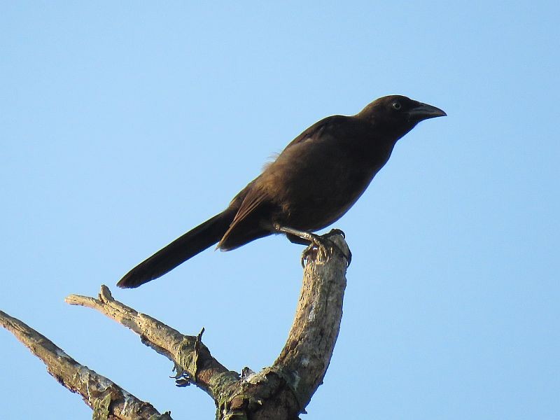 Common Grackle - ML168381611