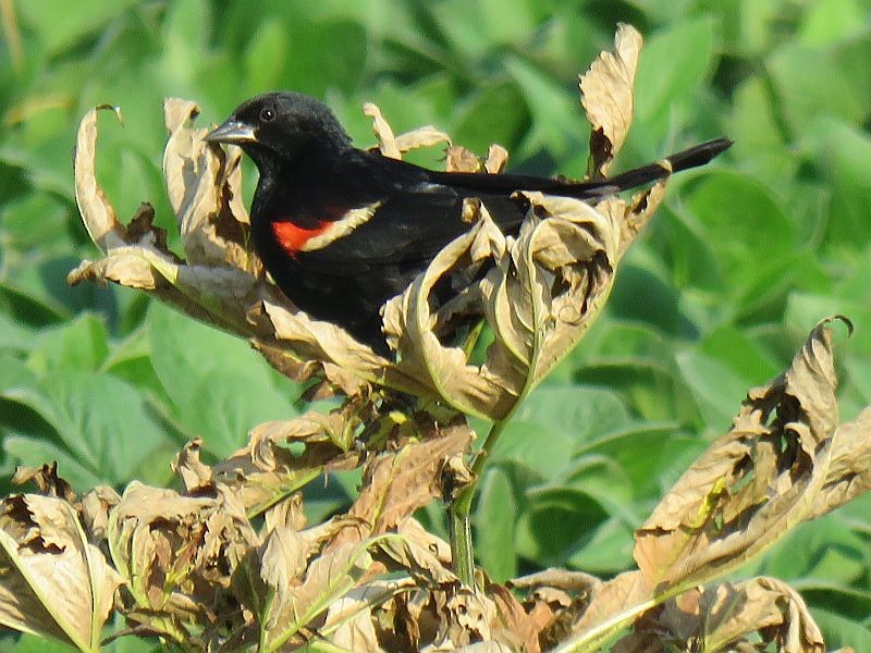 Red-winged Blackbird - ML168381631