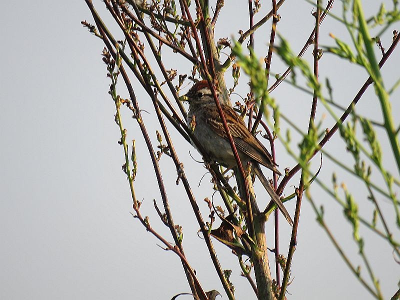 Chipping Sparrow - Tracy The Birder