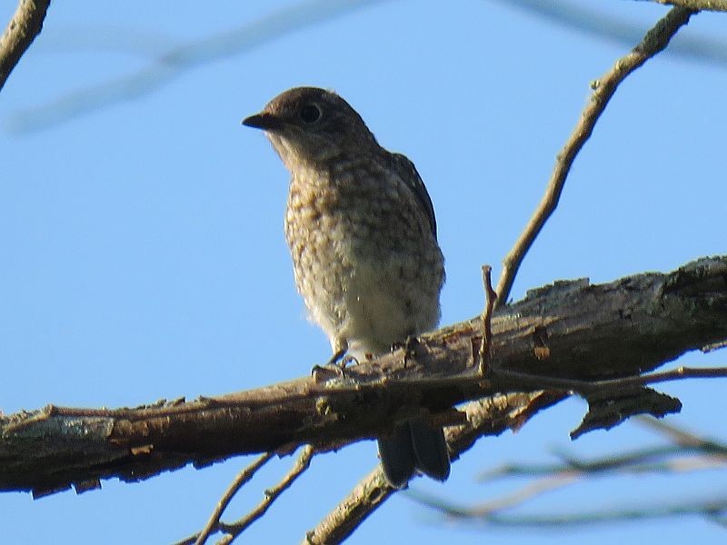 Eastern Bluebird - ML168381841