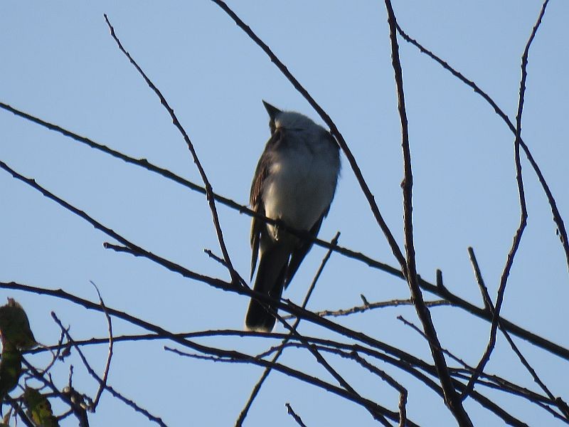 Eastern Kingbird - Tracy The Birder