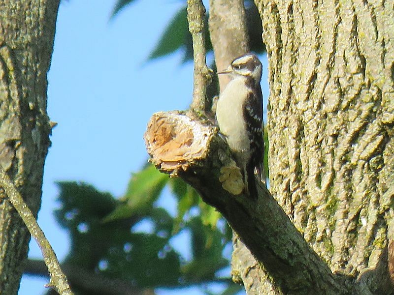 Downy Woodpecker - ML168382001