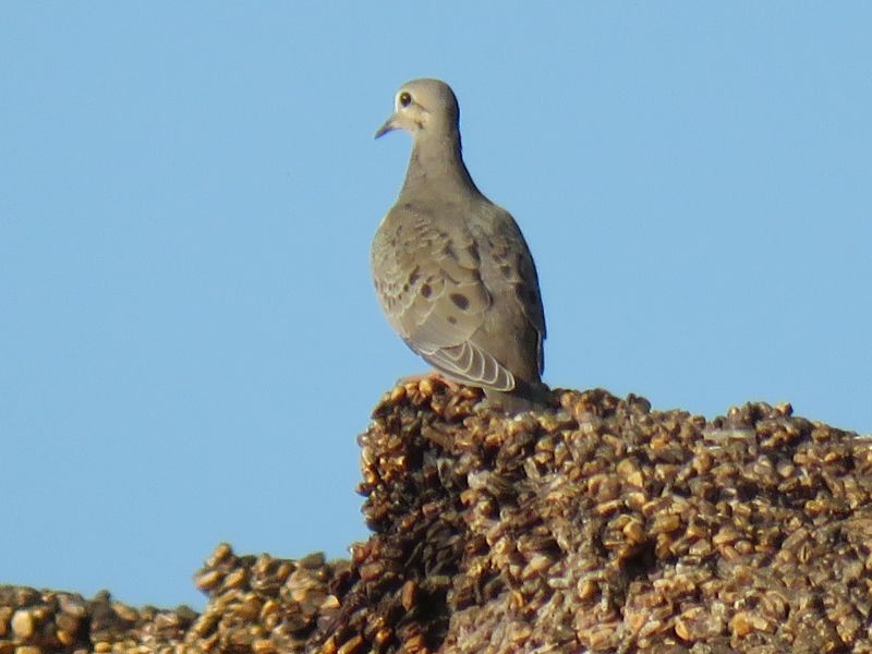 Mourning Dove - ML168382061