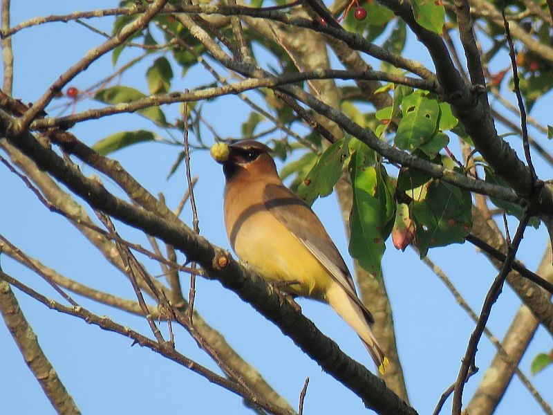 Cedar Waxwing - ML168382141