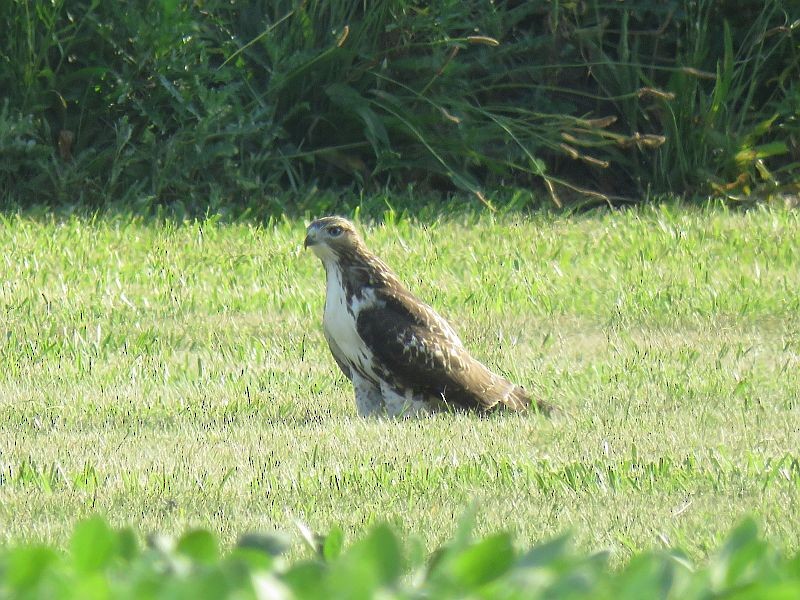 Red-tailed Hawk - ML168382171