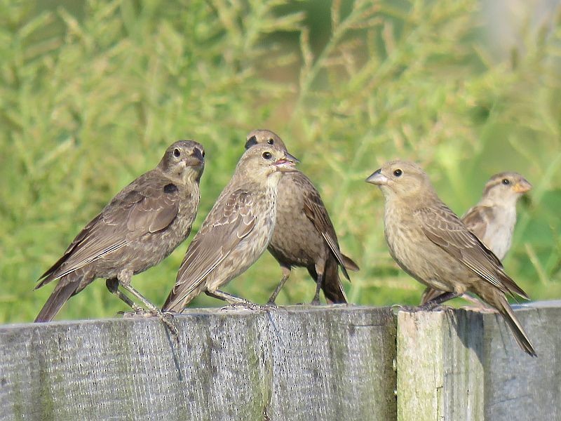 Brown-headed Cowbird - ML168382251