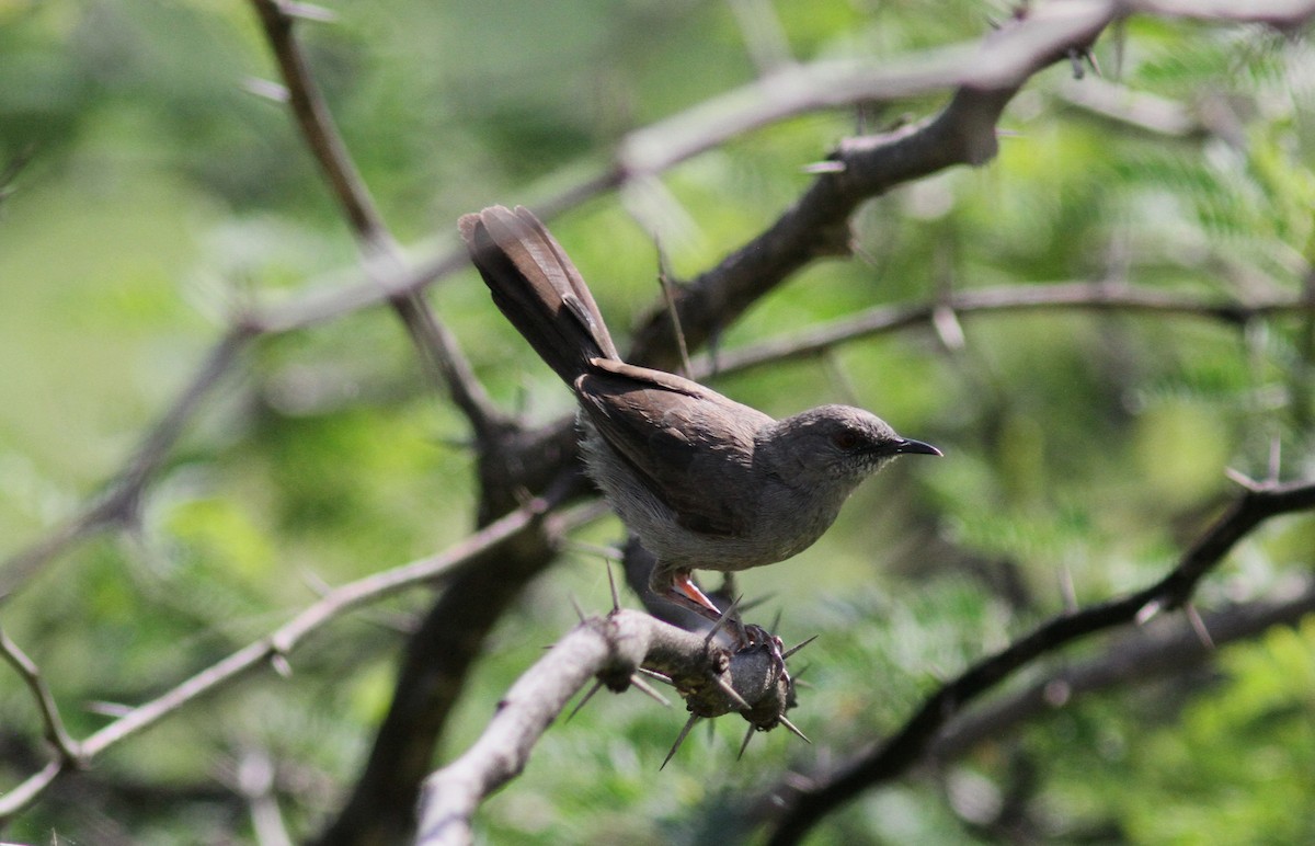 Gray Wren-Warbler - Tom Beeke