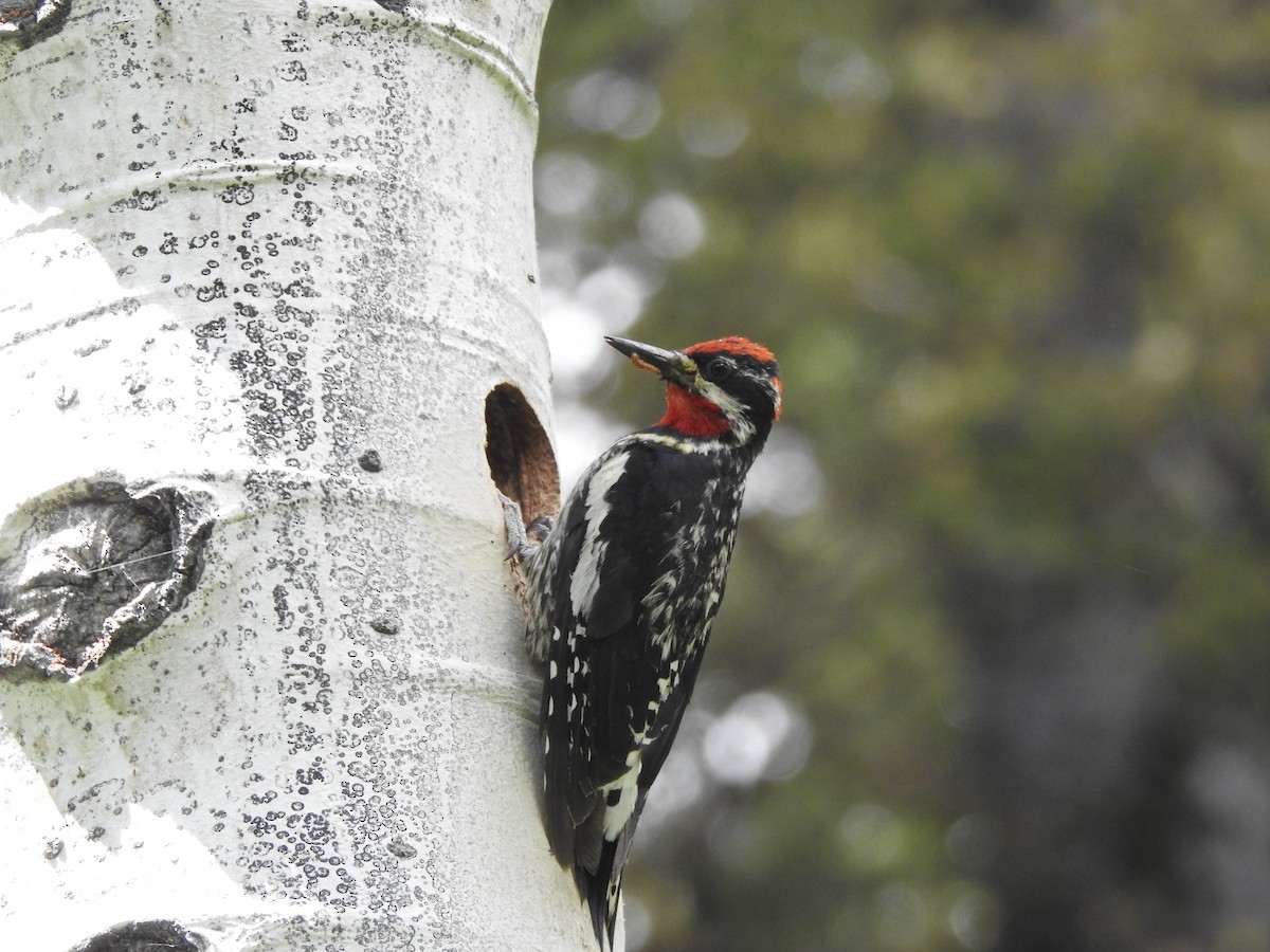 Red-naped Sapsucker - ML168382971