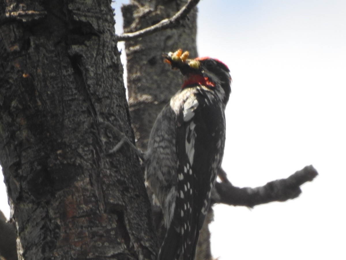 Red-naped Sapsucker - ML168382981