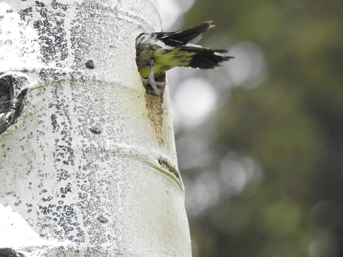 Red-naped Sapsucker - ML168382991