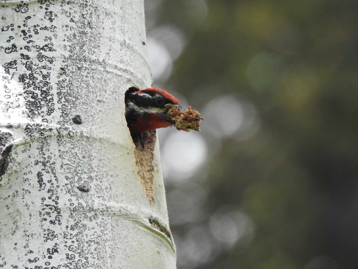 Red-naped Sapsucker - ML168383001
