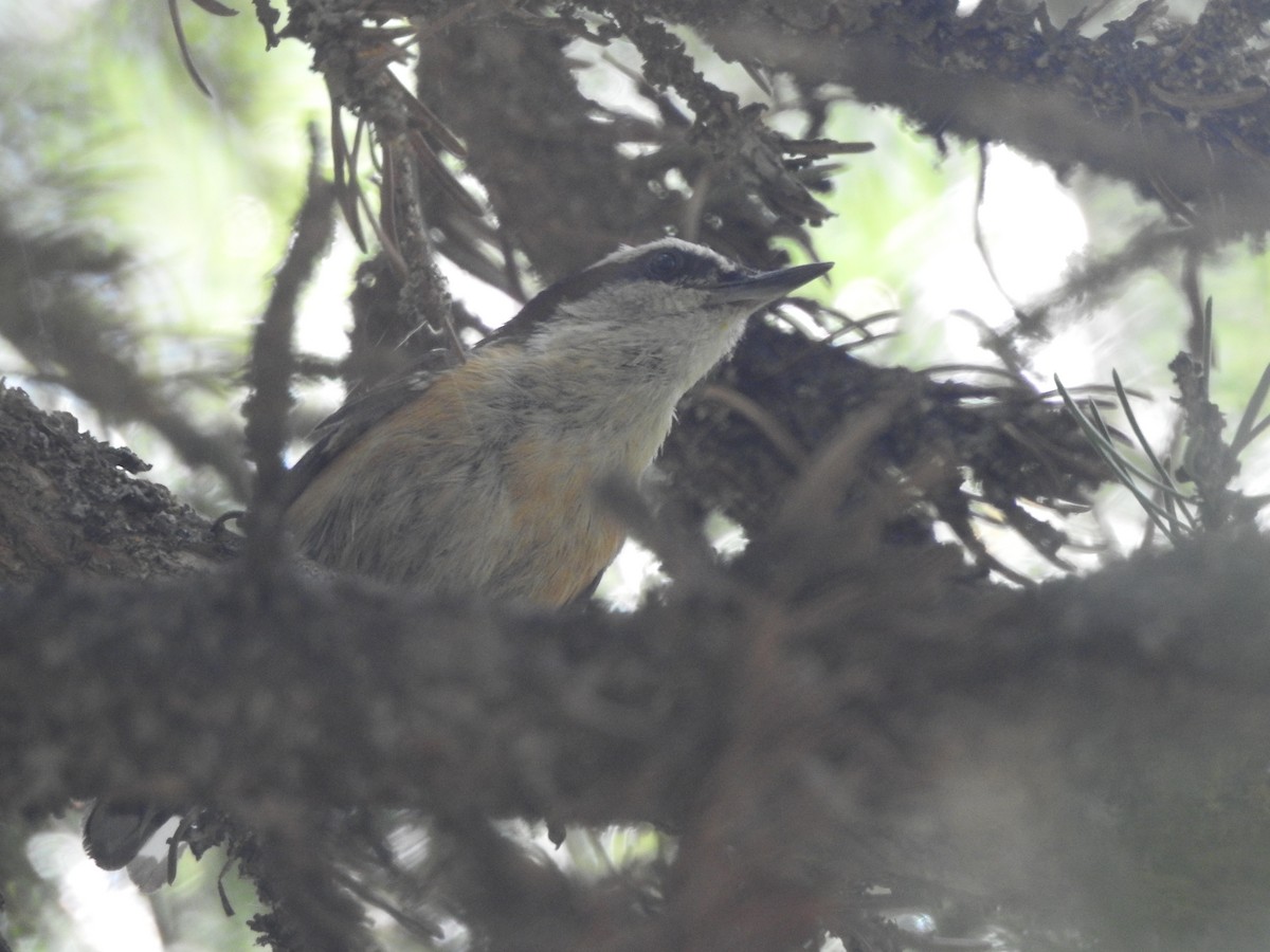 Red-breasted Nuthatch - ML168383101