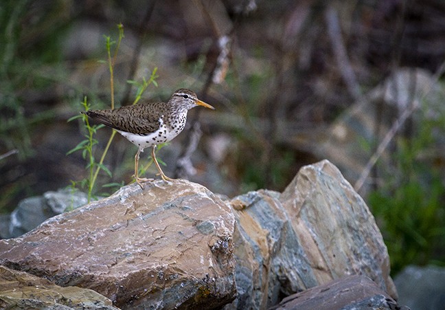 Spotted Sandpiper - ML168384291