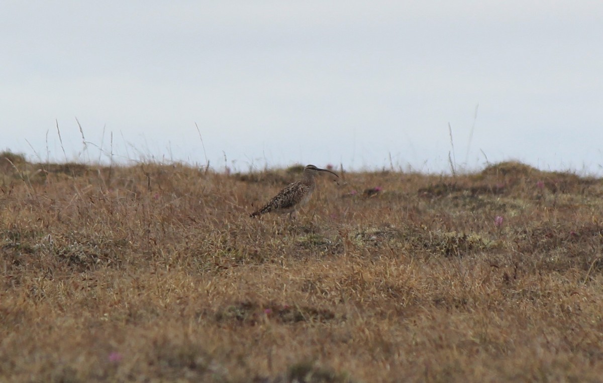 Bristle-thighed Curlew - ML168385261