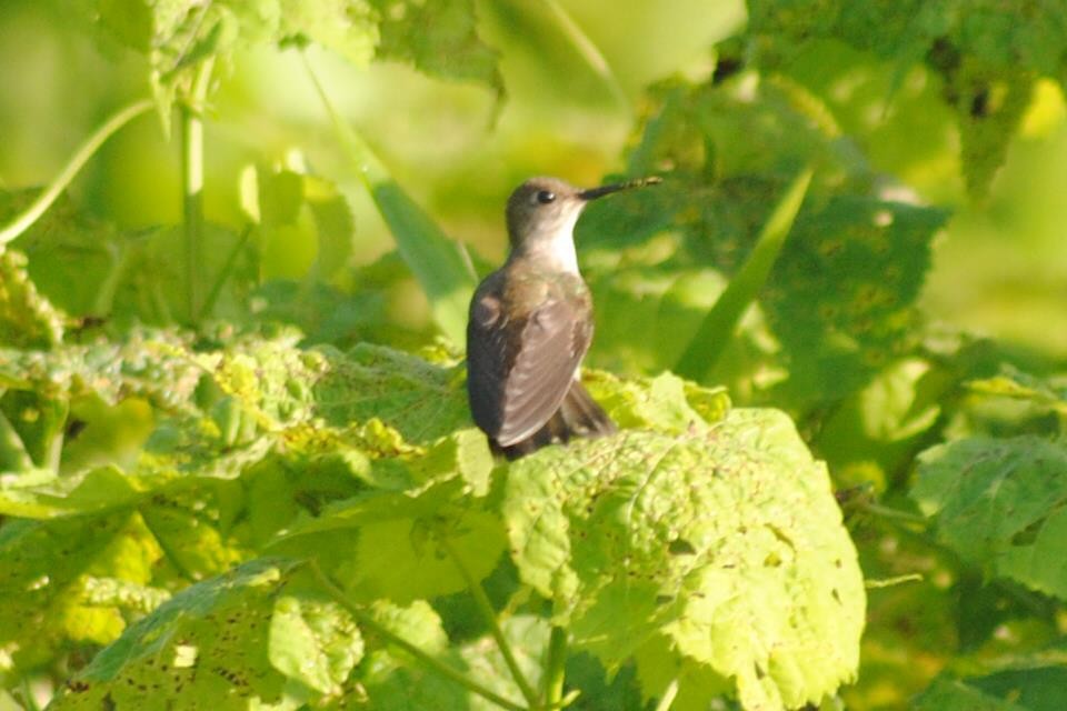 Olive-spotted Hummingbird - ML168386011