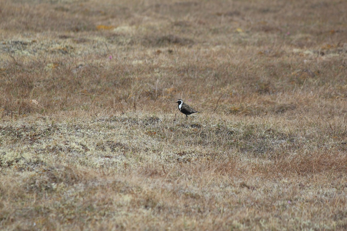 American Golden-Plover - Ashley Merritt