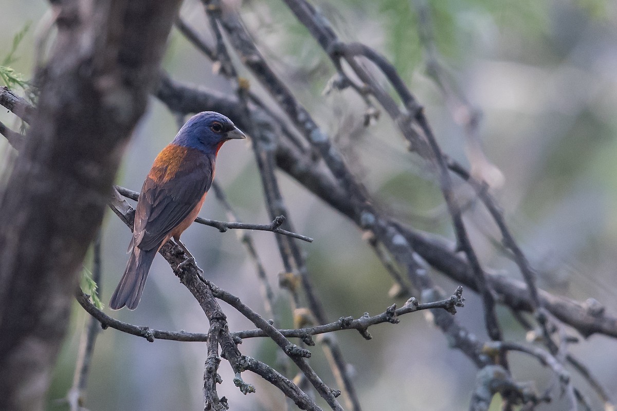 Varied x Painted Bunting (hybrid) - Mike Stewart