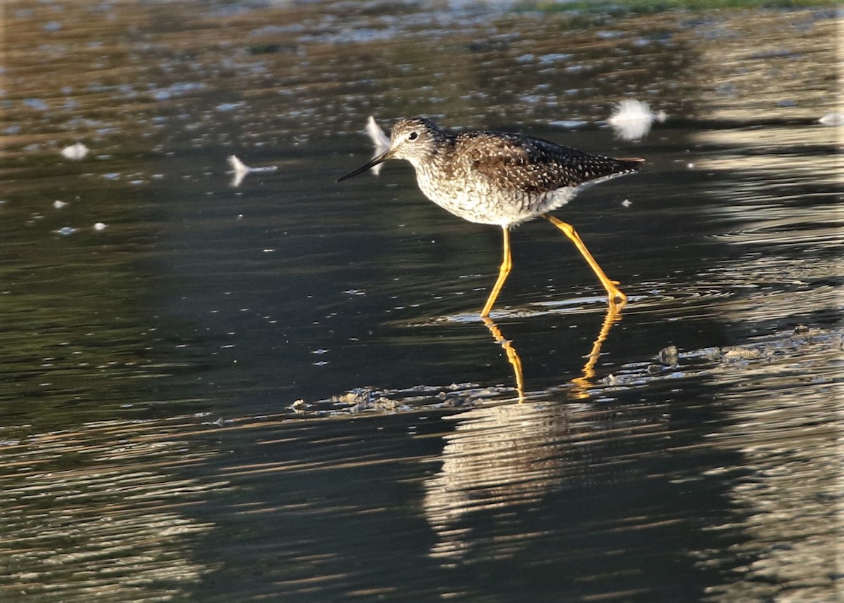 Greater Yellowlegs - ML168390691