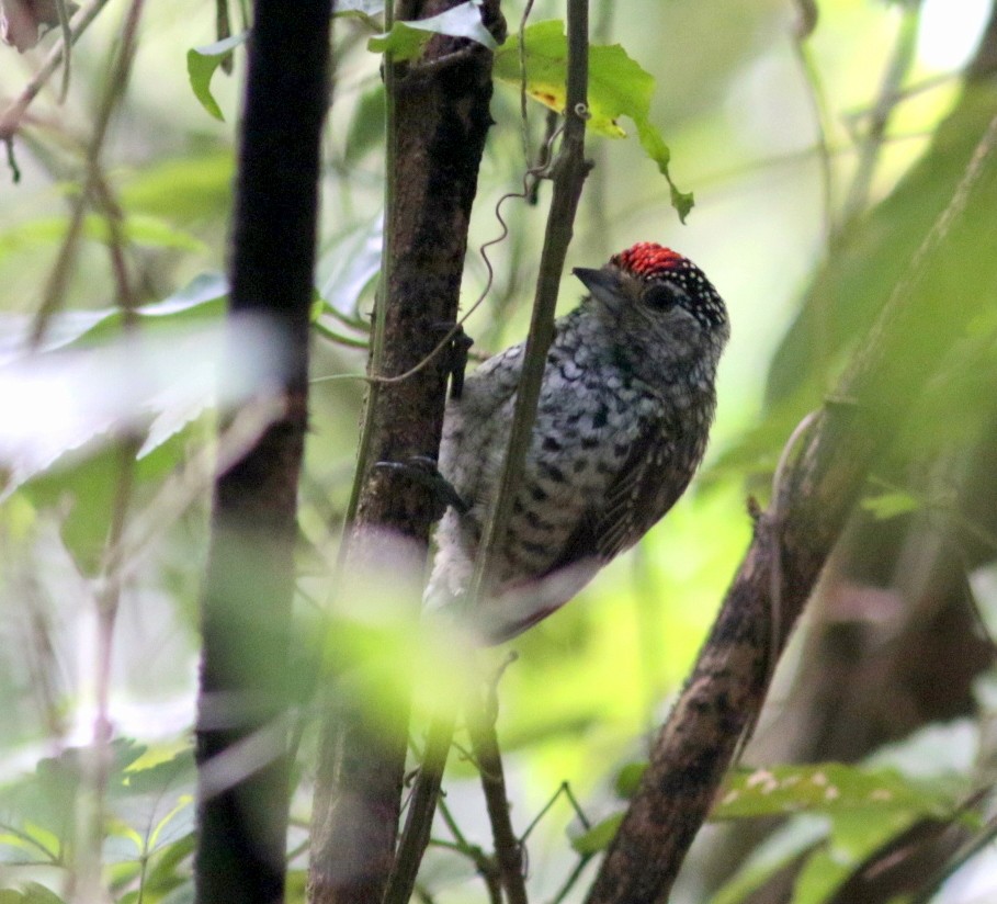 White-barred Piculet - ML168390831
