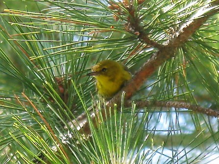 Pine Warbler - Mark Fitzsimmons