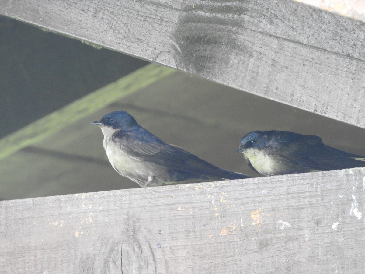 Brown-bellied Swallow - ML168391871