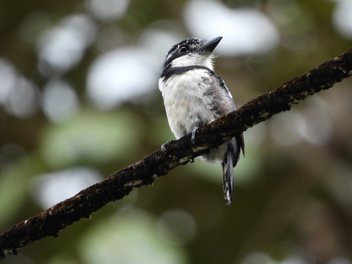 Pied Puffbird - ML168394271