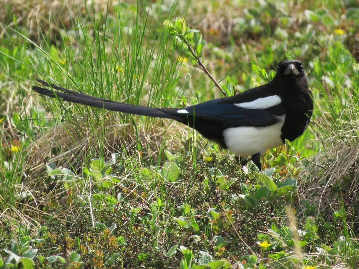 Black-billed Magpie - Rick Robinson