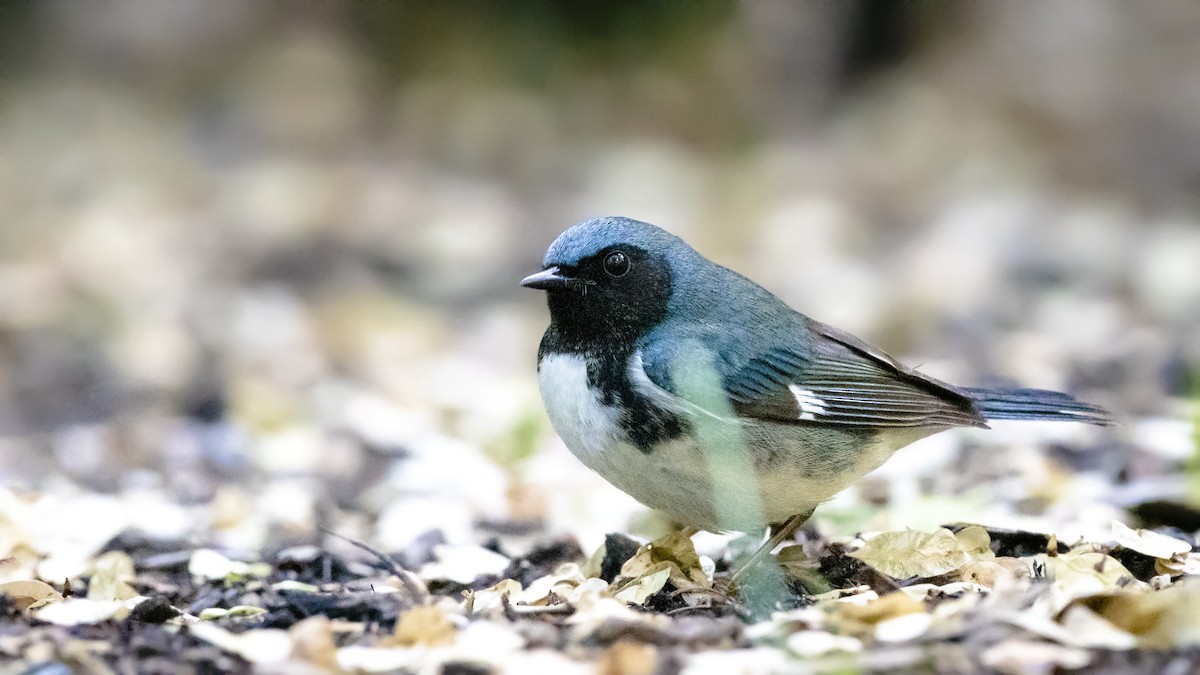 Black-throated Blue Warbler - Bryan Calk
