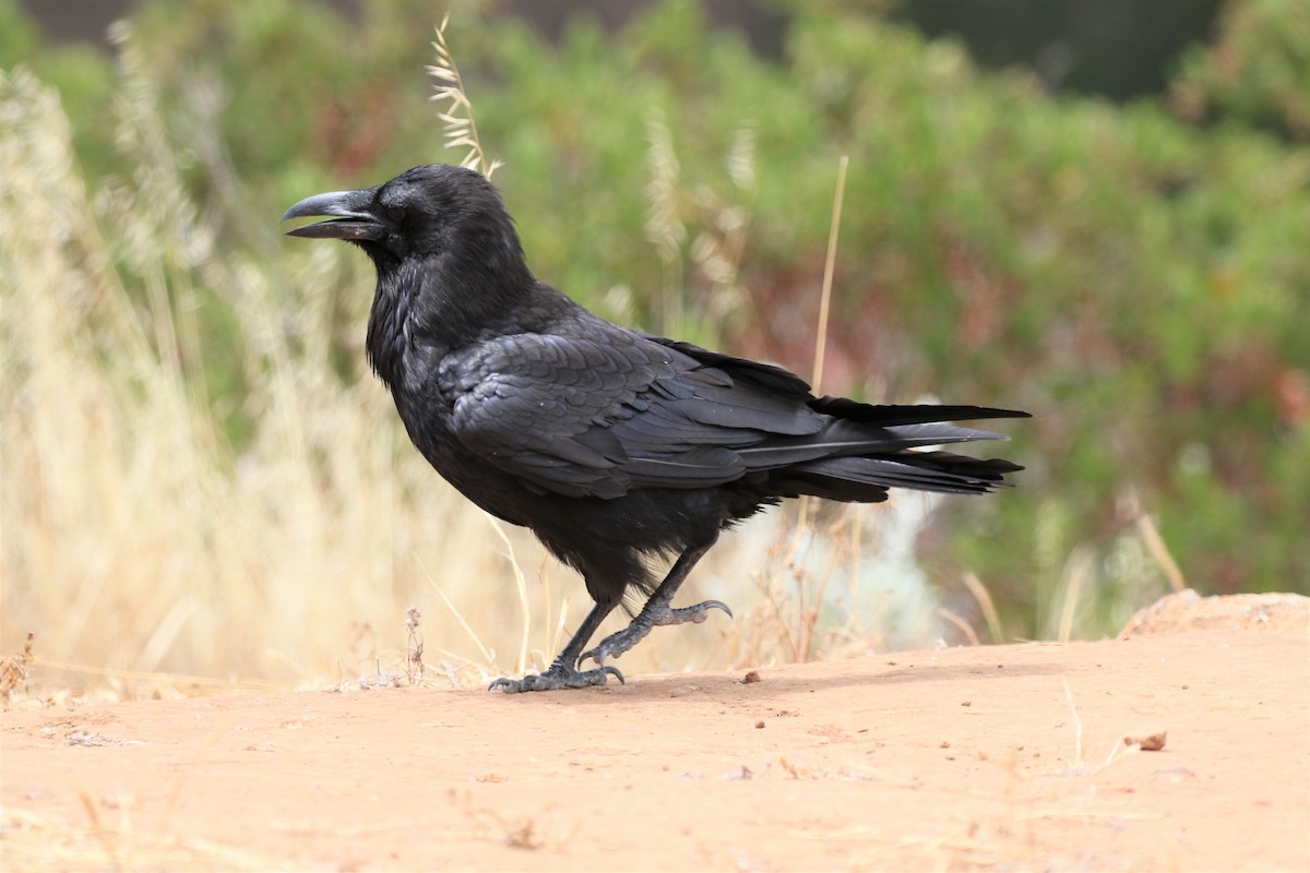 Common Raven - ML168396021