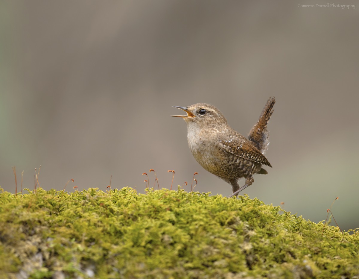 Winter Wren - ML168397251