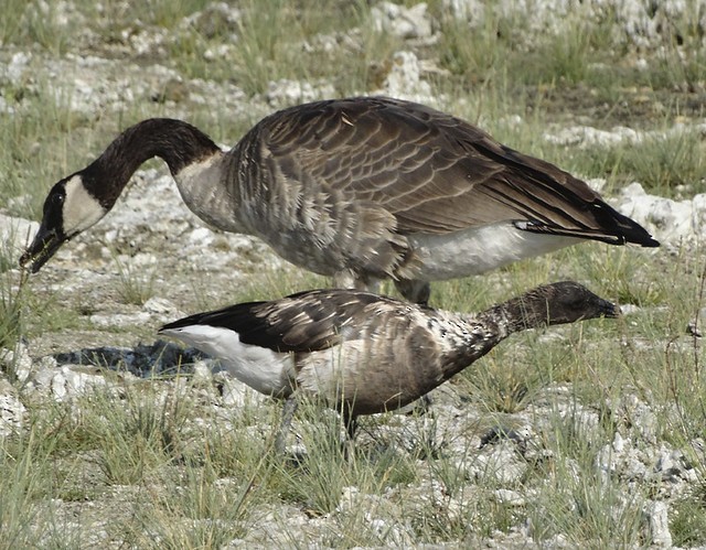 Barnacla Carinegra - ML168399391