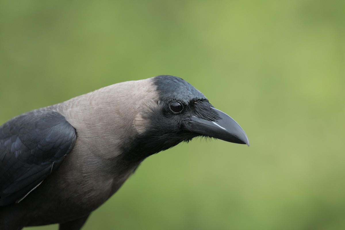 House Crow - ML168400211