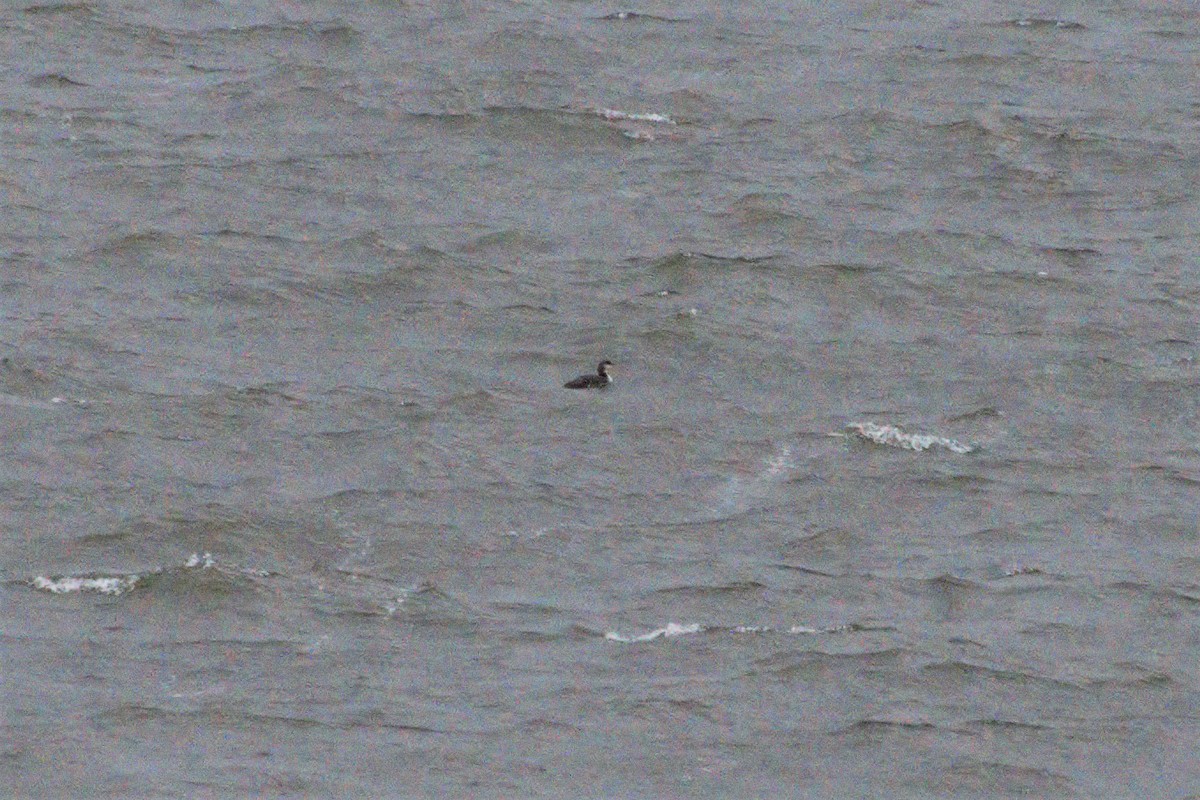 Common Loon - ML168400221