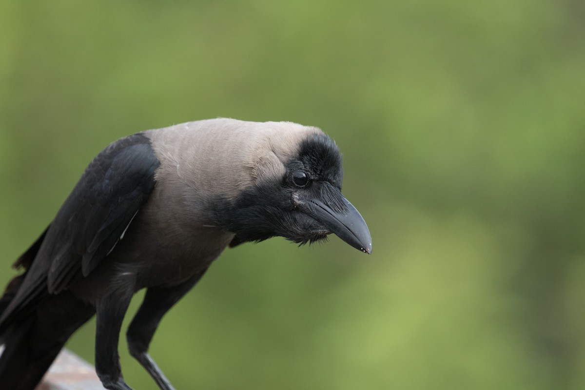 House Crow - ML168400231