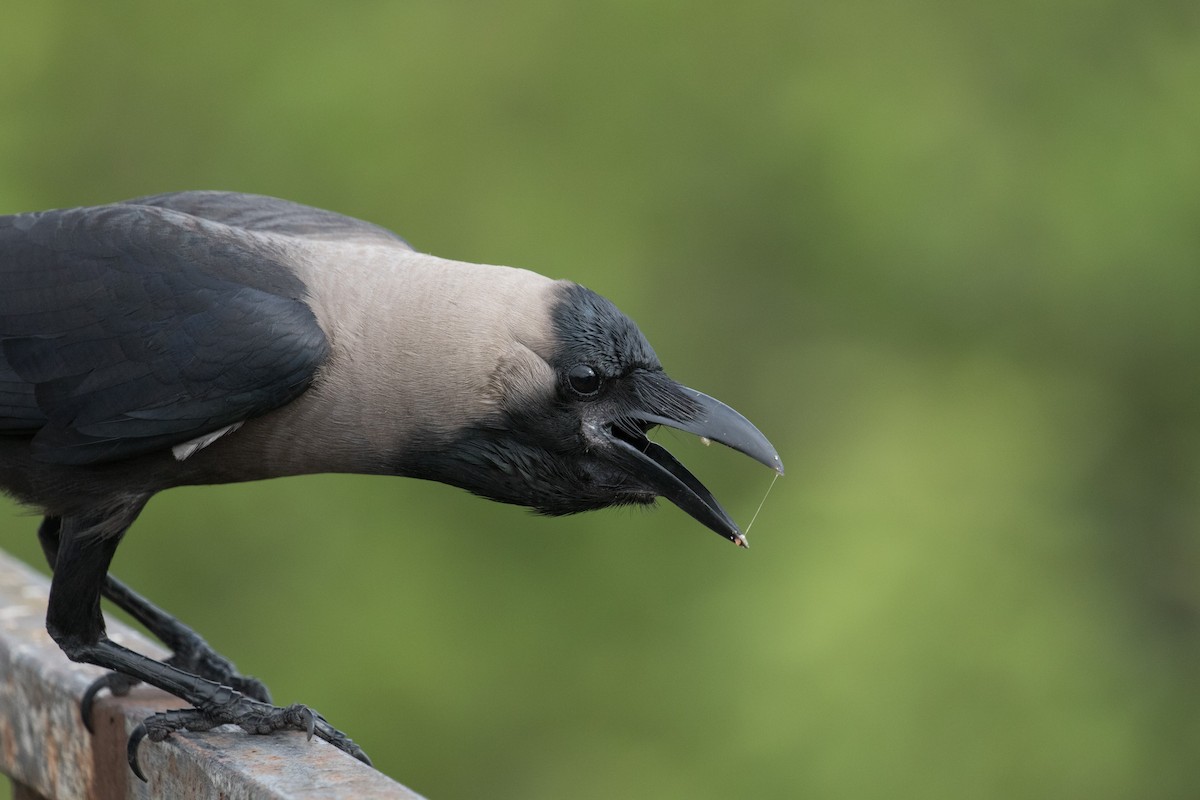 House Crow - ML168400241