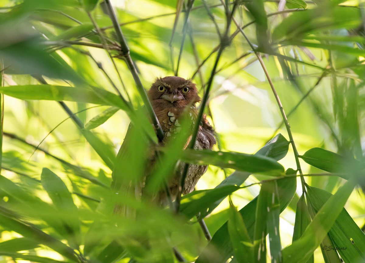 Javan Frogmouth - ML168400501