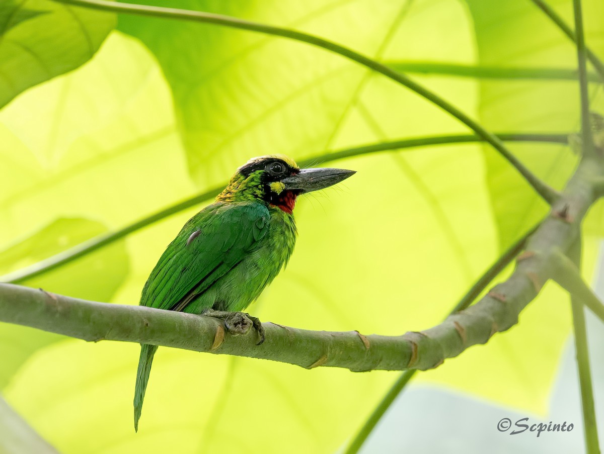 Black-banded Barbet - Shailesh Pinto
