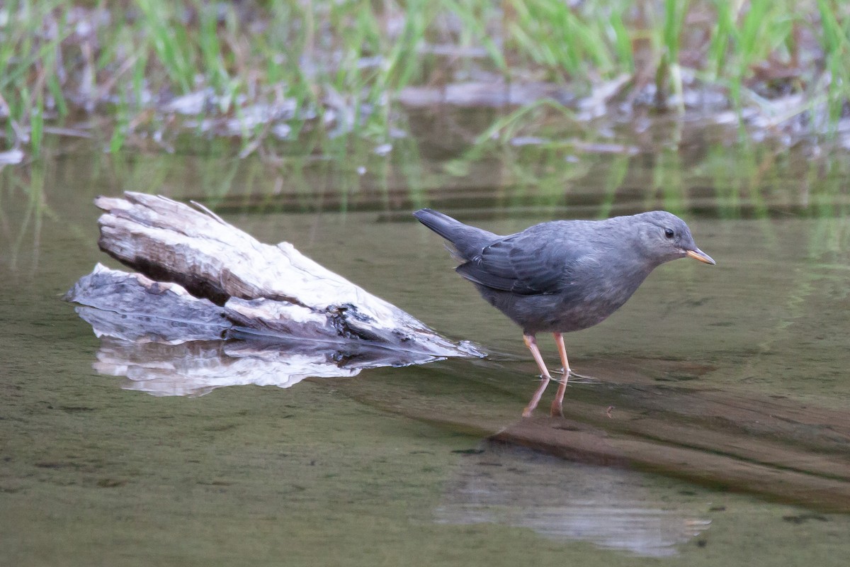 American Dipper - ML168401791