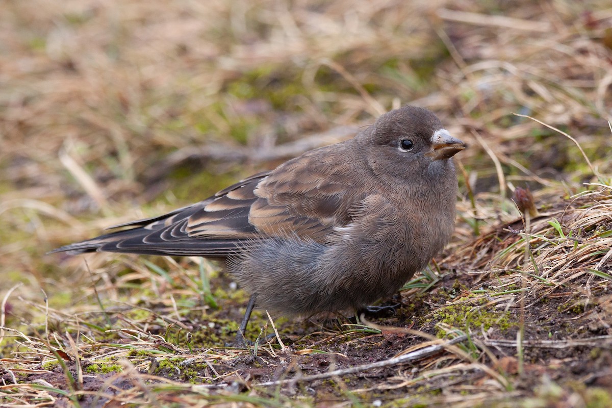 Gray-crowned Rosy-Finch - Josh Adams