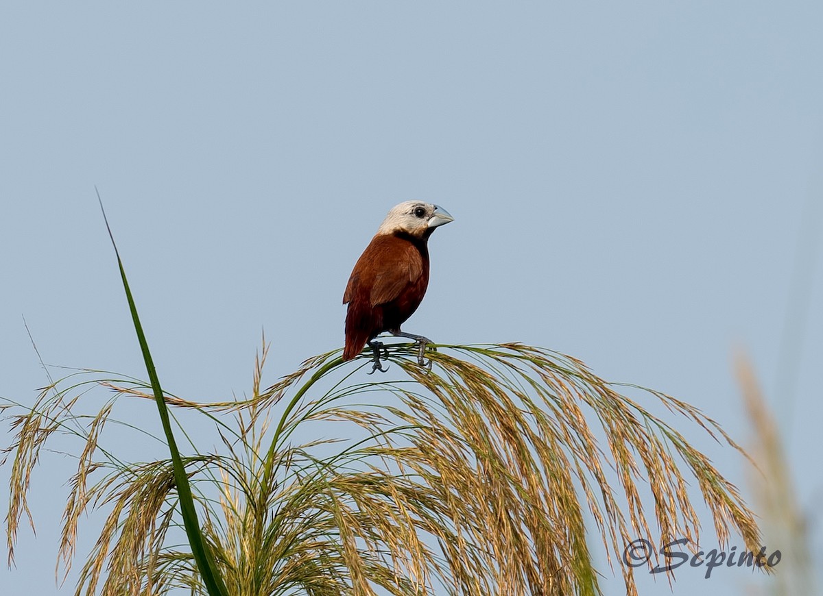 White-capped Munia - Shailesh Pinto