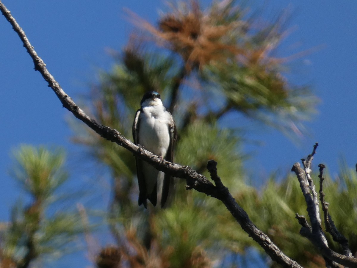 Golondrina Bicolor - ML168402581