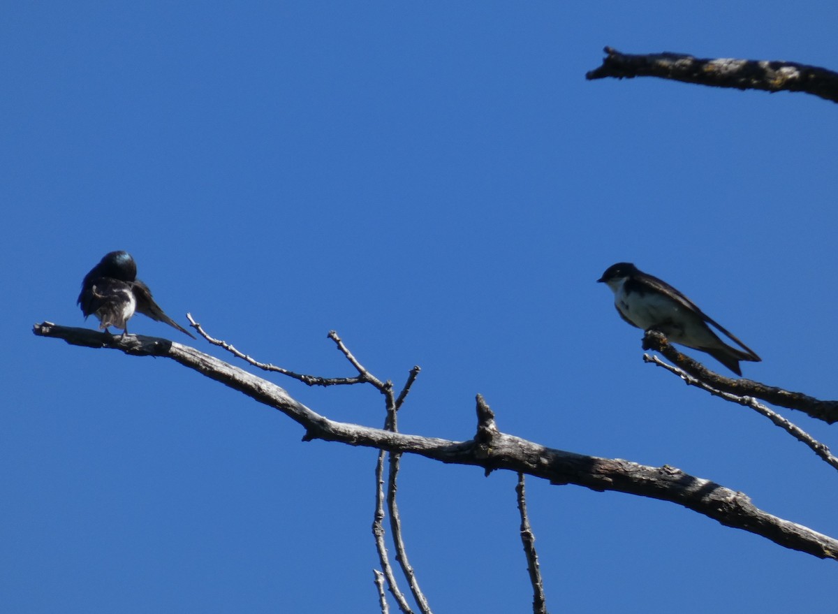 Golondrina Bicolor - ML168402591