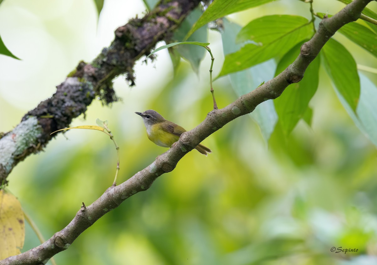 Yellow-bellied Warbler - ML168407811