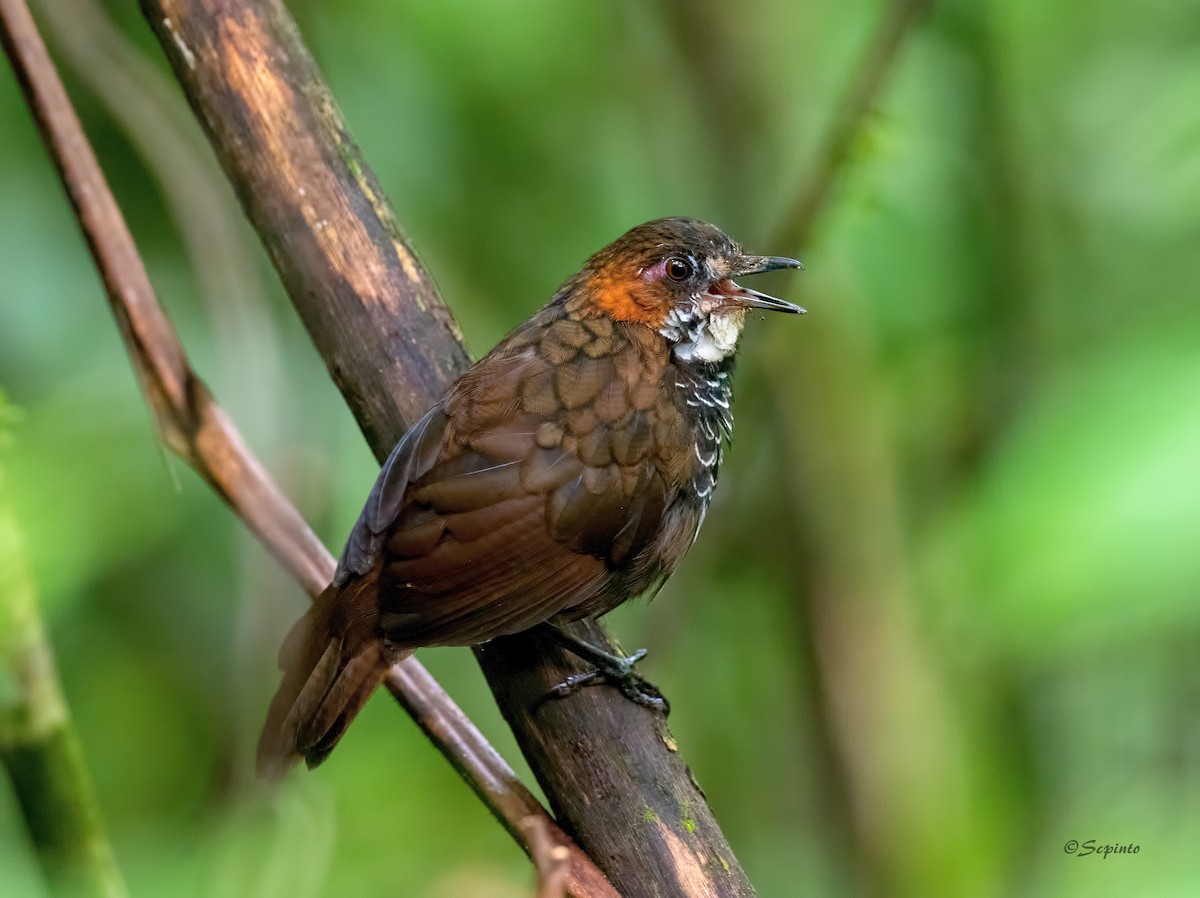 Marbled Wren-Babbler - Shailesh Pinto